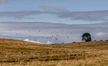 Analysis of the impact on UK crop production of GB aligning with EU rules and decisions on Plant Protection Products